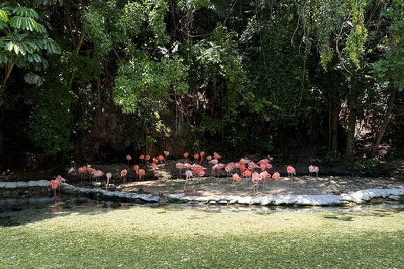 Flamingos en el Parque Zoológico Nacional en Santo Domingo, República Dominicana, el 17 de junio del 2026. (AP foto/Dánica Coto)