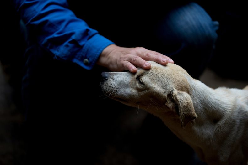 REP-GEN_VENEZUELA-MASCOTAS_CRISIS-6.jpg