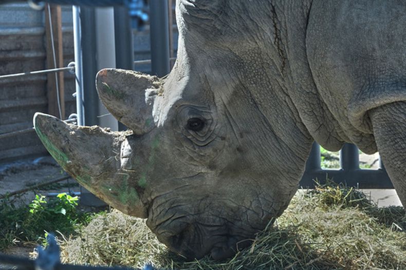 Un rinoceronte blanco llamado Wami, uno de los cuatro traídos de Europa para un programa internacional de cría, se alimenta dentro de su recinto a su llegada al zoológico de Guadalajara, México, el miércoles 21 de octubre de 2026. (Foto AP/Refugio Ruiz)