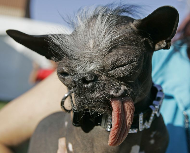 ARCHIVO - En esta foto del 22 de junio del 2007, Elwood, una mezcla de chihuahua y crestado chino, es visto tras ganar la corona al perro m&aacute;s feo del mundo, en Petaluma, California. Elwood falleci&oacute; inesperadamente a la edad de ocho a&ntilde;