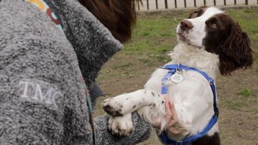Estudio: Personalidad de perros no depende tanto de su raza
