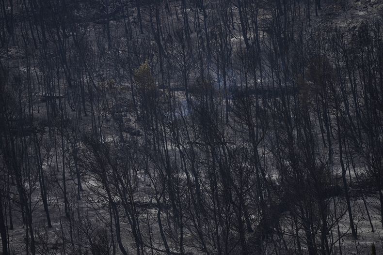 Vista de árboles arrasados por las llamas en uno de los mayores incendios forestales en décadas en Fontjoncouse, Francia, el 8 de agosto de 2025. (AP Foto/Manu Fernández)