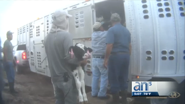 la leche de los maltratos: cuarta denuncia de castigo animal en dos meses