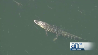 encuentran brazo humano dentro de caiman capturado en laguna de davie