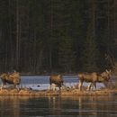 En esta imagen sin fecha, emitida por SVT, aparecen varios alces en Junsele, Suecia, durante las preparaciones para la transmisión en vivo de “La gran migración de los alces, que documenta la migración manual de esos mamíferos cerca de Kullberg, en el norte de Suecia. (SVT vía AP)