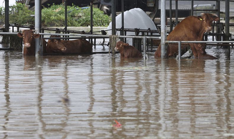 Vacas parcialmente sumergidas por las inundaciones causadas por la tormenta tropical Khanun en Daegu, Corea del Sur, el jueves 10 de agosto de 2023. Un día después de que una poderosa tormenta tropical inundara decenas de hogares y convirtiera las calles en ríos lodosos, Corea del Sur organizó un gran concierto de K-Pop en Seúl para 40.000 Scouts cuyo campamento mundial Jamboree fue afectado por el clima. (Yun Kwan-shick/Yonhap vía AP)