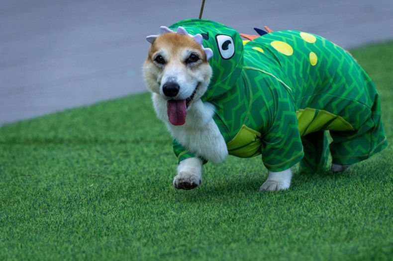 Un perro corgi participa en un desfile de moda durante la Carrera de Corgis de Vilna 2026 en Vilna, Lituania, el sábado 15 de agosto de 2026. (AP Foto/Mindaugas Kulbis)