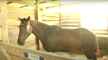 buscan a ladrones de caballos en el sur de florida que luego venden su carne en el mercado negro