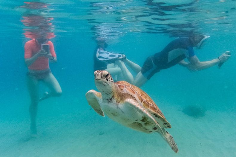 ARCHIVO - Una tortuga marina nada entre turistas que hacen snorkel en la playa de Piskado, en Westpunt, Curaçao, el 15 de mayo de 2026 (AP Foto/Matías Delacroix, archivo)