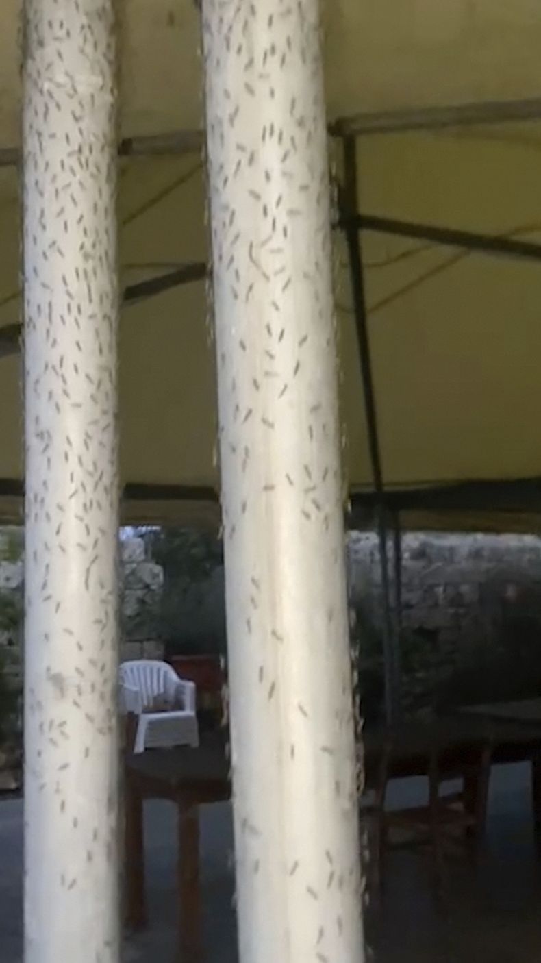 Foto tomada de un video sin fecha suministrado por la asociación de pescadores de Orbetello el 20 de marzo del 2025 que muestra a insectos en una zona cerca de Orbetello, Italia. (Asociación de pescadores de Orbetello via AP)