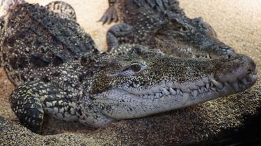 El cocodrilo cubano es uno de los más agresivos de su especie.