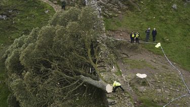 Agentes policiales contemplan el árbol en Sycamore Gap, junto al Muro de Adriano, en Northumberland, Inglaterra, jueves 28 de setiembre de 2023, que cayó durante la noche. Uno de los árboles más fotografiados del Reino Unido ha sido talado deliberadamente, en un aparente acto de vandalismo, dicen las autoridades. El árbol en Sycamore Gap junto al Muro de Adriano en Northumberland adquirió fama mundial al aparecer en la película de Kevin Costner Robin Hood: Prince Of Thieves, de 1991. (Owen Humphreys/PA via AP)