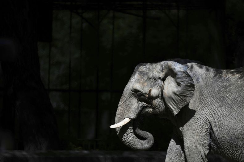 Una elefanta africana llamada Pupy en su estancia en cautiverio en el Ecoparque en Buenos Aires, Argentina, el martes 25 de marzo de 2025, en tanto es entrenada para ser reubicada en un santuario en Brasil. (AP Foto/Natacha Pisarenko)