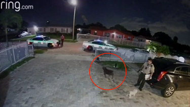 policia de miami mata a cachorro de ocho meses con siete disparos