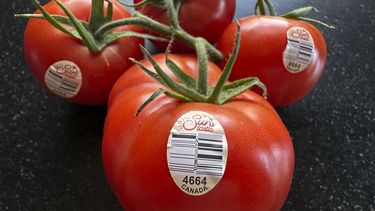 Un racimo de tomates cultivados en Canadá en una cocina doméstica, el 1 de abril de 2025, en East Derry, Nueva Hampshire. (AP Foto/Charles Krupa)