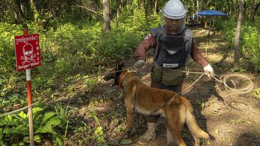 Bunn Viseth, de 25 años y adiestrador de perros en la organización humanitaria para el desminado APOPO, trabaja con Kim, una unidad canina de 5 años, para limpiar un campo de minas terrestres en Preah Vihear, Camboya, el lunes 9 de junio de 2025. (AP Foto/Anton L. Delgado)