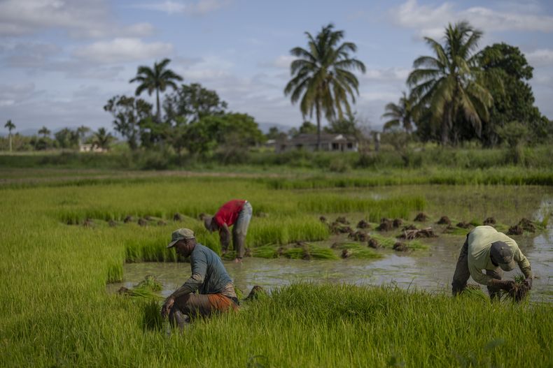 ARCHIVO - Trabajadores recogen plántulas de arroz para trasplantarlas a otro campo en Los Palacios, Cuba, el 21 de marzo de 2025. (AP Foto/Ramón Espinosa, Archivo)