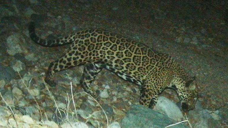 El viaje de un jaguar de EEUU a México alienta a ecologistas