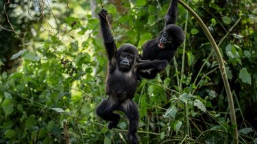 Dos bebés gorilas en el Parque Nacional Bwindi en Uganda, el 3 de abril del 2021. (AP foto)