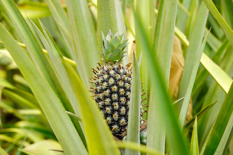 Una piña crece en la granja Djoda el jueves 7 de mayo de 2026, en Matourkou, cerca de Bobo-Dioulasso, Burkina Faso. (AP Foto/Elia Borras)