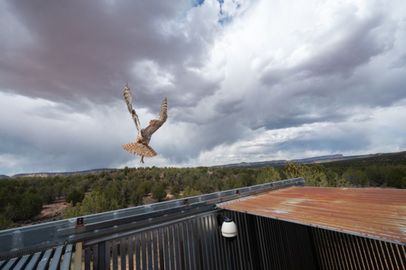 En esta imagen difundida por Best Friends Animal Society, un búho americano vuela hacia la libertad luego de que fue operado en Best Friends Animal Sanctuary, el 1 de mayo de 2026, en Kanab, Utah. (Molly Wald/Best Friends Animal Society via AP)