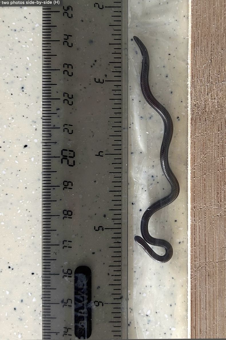Esta fotografía proporcionada por Re:wild muestra la serpiente hilo de Barbados junto a una regla en St. Andrew, Barbados, el jueves 20 de marzo de 2025. (Connor Blades/Re:wild via AP)