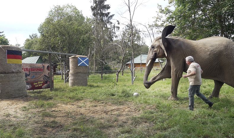 El elefante Bubi patea un balón hacia una portería con las banderas de Alemania y Escocia antes del duelo inicial de la Euro 2024 el jueves 13 de junio del 2024. (David Breidert/dpa via AP)
