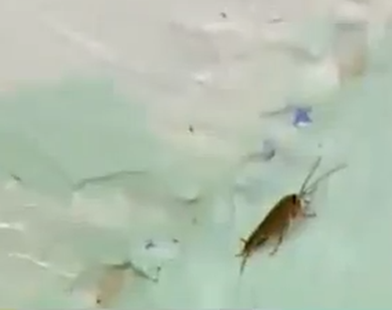 Una plaga de cucarachas invade un edificio de la Pequeña Habana.