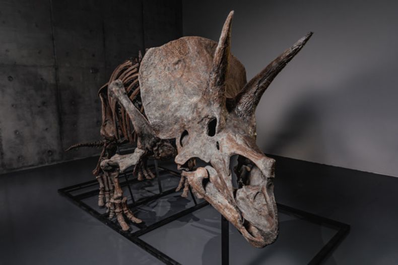 Foto entregada por Joopiter que muestra el esqueleto de un triceratops en Co-Museum en Le Freeport Singapore, el 5 de febrero del 2026. (Joopiter via AP)