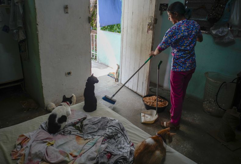 Un gatito llamado Mini, en el centro, mira cómo la técnico veterinaria Elizabeth Meade barre el suelo en el refugio de animales Adopciones por Amor en La Habana, Cuba, el miércoles 2 de octubre de 2024. (AP Foto/Ramón Espinosa)
