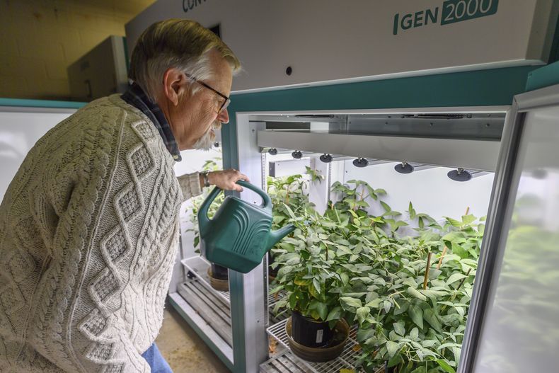 El doctor Brian Diers, subdirector del Soybean Innovation Lab, en una sala de cultivo de soja en Champaign, Illinois, el 13 de febrero del 2025. (AP foto/Craig Pessman)
