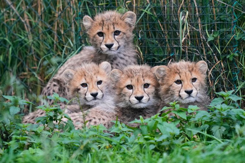 Cuatro de las crías de guepardo recién nacidas —parte de una camada de cinco— descansan en su recinto del zoológico, el viernes 25 de septiembre de 2026, en Praga, República Checa. (AP Foto/Petr David Josek)