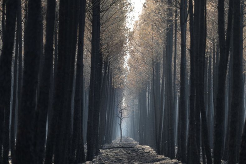 La luz se cuela por un bosque calcinado cerca de Ares, en el suroeste de Francia, el 30 de julio de 2026. (AP Foto/Baz Ratner)
