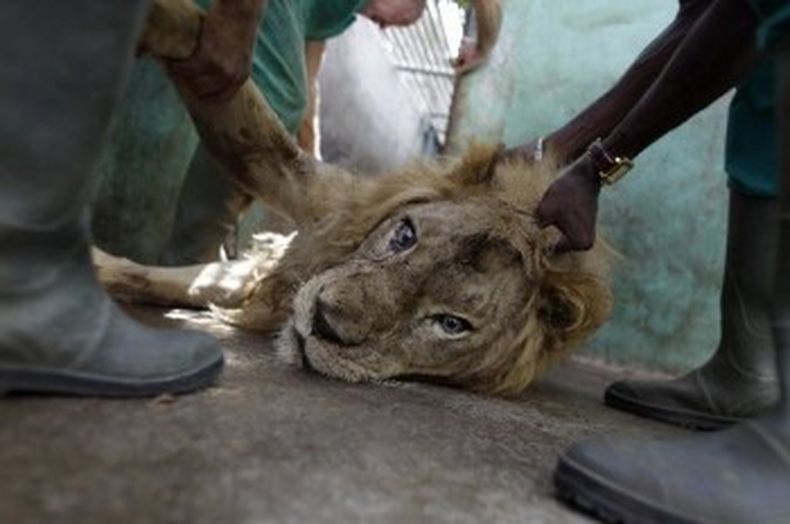Los cuidadores, a golpe de tubazos, les robaban los trozos de carne a fieras cada vez más flacas.
