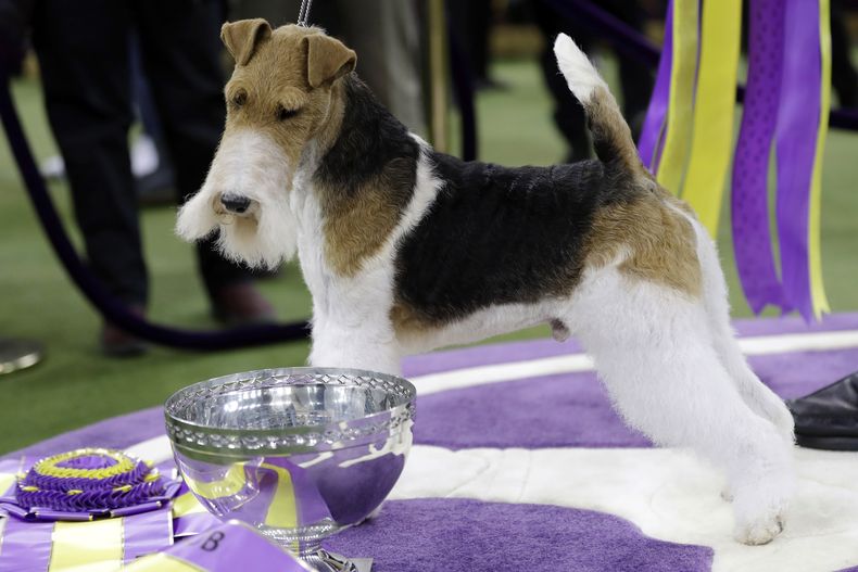 ARCHIVO — King, un fox terrier de pelo de alambre, posa para fotografías después de ganar el premio Best in Show en la 143a exhibición canina del Westminster Kennel Club, el 12 de febrero de 2019, en Nueva York. (Foto AP/Frank Franklin II, archivo)