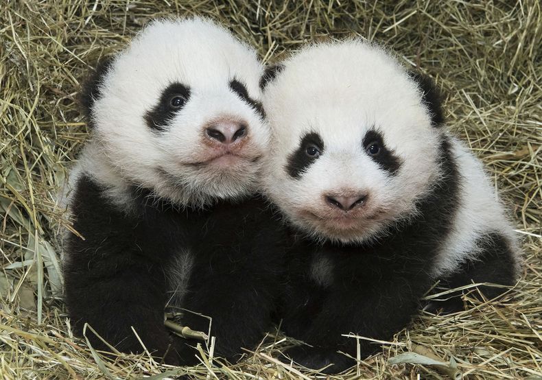 EUR-GEN_AUSTRIA-PANDAS-0.jpg