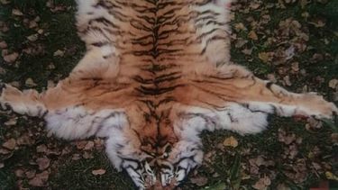 un refugio de animales en china es acusado de vender pieles de tigres en peligro de extincion