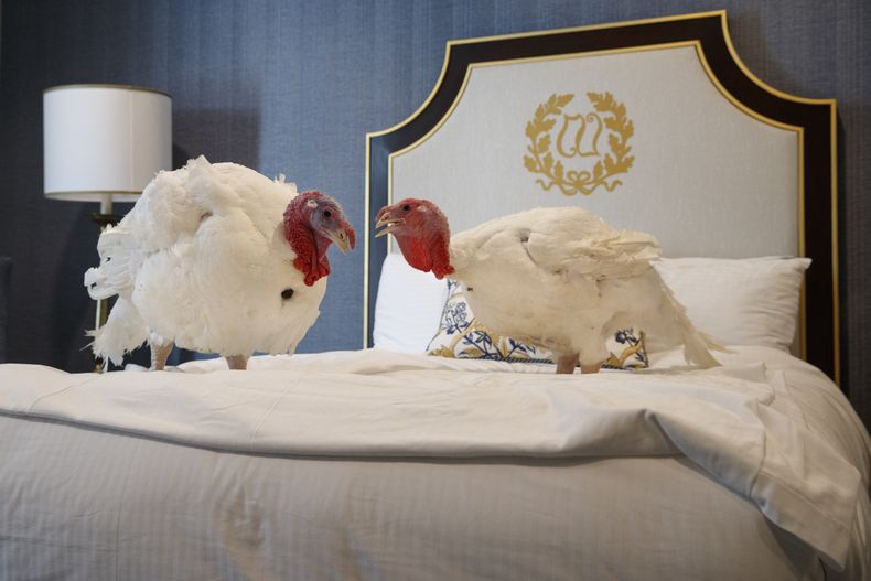 AMN-GEN_TRUMP-PERDON_DE_PAVO-0.jpg