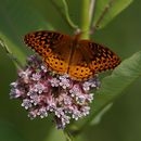 ARCHIVO - Una mariposa de la pasión se posa sobre una flor en el Patuxent Wildlife Research Center en Laurel, Maryland, el 5 de junio de 2019. (AP Foto/Carolyn Kaster, archivo)