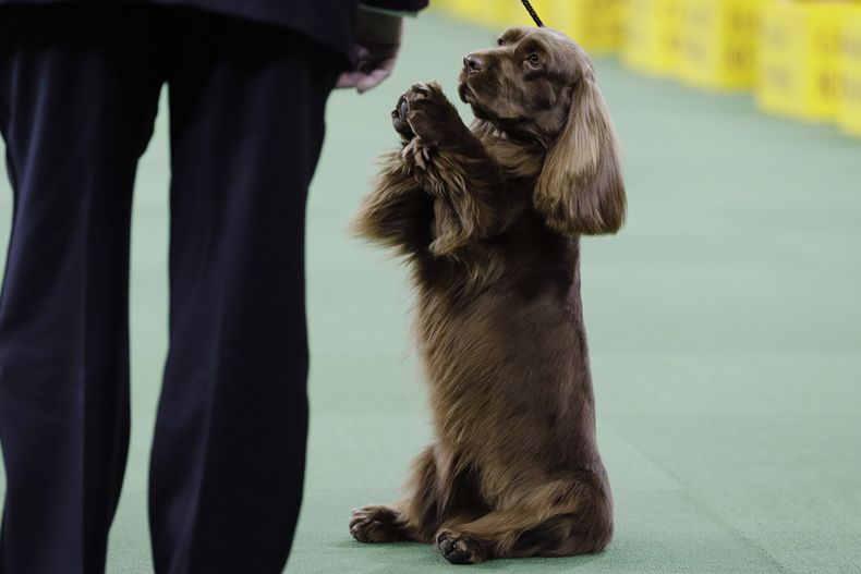 ARCHIVO — Un spaniel de Sussex compite con el grupo deportivo en la exihibición canina del Westminster Kennel Club, el 17 de febrero de 2015, en Nueva York. (Foto AP/Frank Franklin II, archivo)