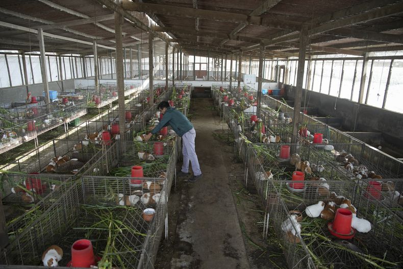 Los cuyes peruanos son criados en una granja de investigación agrícola para luego distribuirse a granjas de todo el país, en Lima, Perú, el jueves 3 de octubre de 2024. Los cuyes peruanos se crían tradicionalmente para el consumo de carne desde tiempos preincaicos. (AP Foto/Guadalupe Pardo)