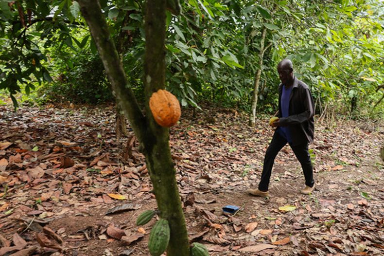 ARCHIVO - Manu Yaw Fofie, productor de cacao, camina por su granja en Kona, Ghana, el viernes 6 de marzo de 2026. (AP Foto/Tsraha Yaw, Archivo)