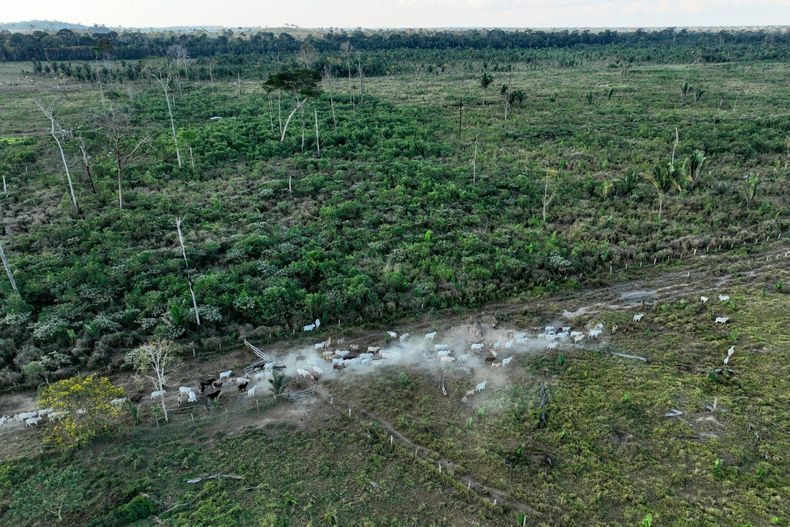 ARCHIVO – Varias cabezas de ganado transitan por un área deforestada ilegalmente en una reserva extractiva cerca de Jaci-Paraná, en el estado de Rondonia, Brasil, el 12 de julio de 2023. (AP Foto/Andre Penner, Archivo)