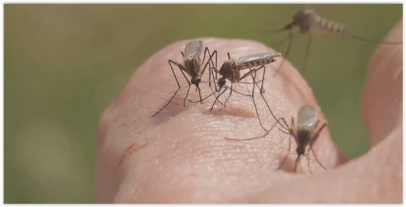 picadura insectos.PNG