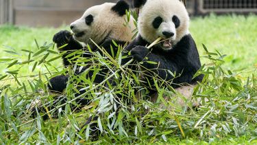 ARCHIVO - Pandas gigantes comen bambú en el Zoo Nacional del Smithsonian, el 4 de mayo de 2022 en Washington. Dos pandas gigantes llegarán al Zoo Nacional de Washington para final de año, según anunció el miércoles la institución responsable del parque. (AP Foto/Jacquelyn Martin, Archivo)