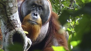 Esta foto entregada por la Fundación Suaq muestra al orangután Rakus en el Parque Nacional Gunung Leuser de Indonesia, el 25 de agosto de 2022, luego que su herida facial ya casi desapareció. Dos meses después, científicos lo observaron aplicándose hojas masticadas de una planta, usada como planta medicinal en todo el sureste asiático, para sanar la herida. (Safruddin/Fundación Suaq via AP)