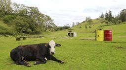 ARCHIVO – Una vaca descansa cerca de la banca de un parque y varios contenedores de basura el 12 de agosto de 2002 en la remota Isla Norfolk, Australia. (AP Foto/Rick Rycroft, Archivo)