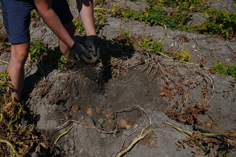 ARCHIVO – El agricultor Henrik Jan ten Cate explora su campo de papas, afectado por la sequía, en Poortvliet, Holanda, el 11 de agosto de 2026. (AP Foto/Virginia Mayo, Archivo)