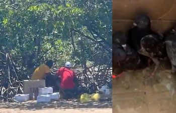 Arrestan a un hombre de Hialeah por sacrificar animales en ritual religioso en Virginia Key