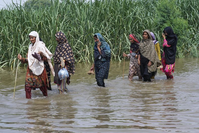 Mujeres vadean un campo inundado en Muza Islam Wala, en el distrito de Jhang, Pakistán, el martes 2 de septiembre de 2025. (AP Foto/K.M. Chaudary)